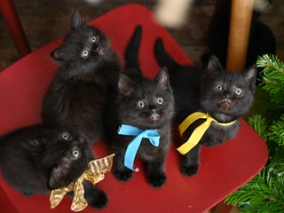 British Shorthair cats British Shorthair x Persian Kittens Available Now! - Advert 1