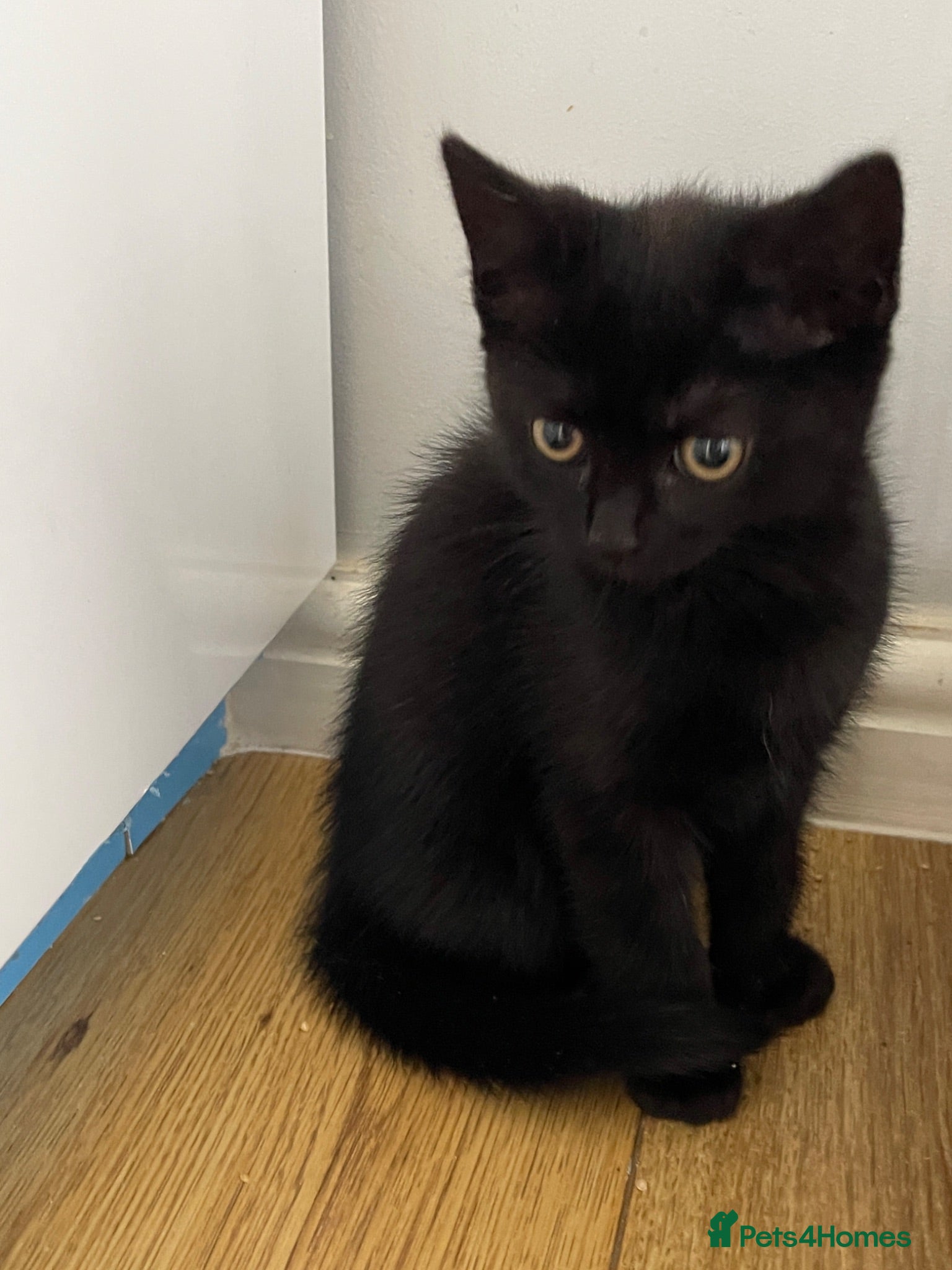 Mixed Breed cats Last Female kitten - Mixed british shorthair - Advert 2