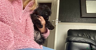 Doxiepoo dogs - Advert 12