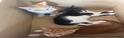 Mixed Breed cats for sale: Lovely kittens ready NOW!! - Advert 19
