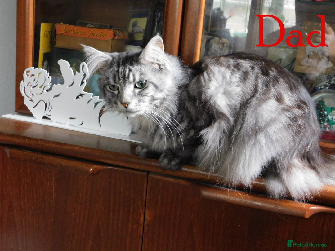 Maine Coon cats for sale: FABULOUS FLUFFY PEDIGREE MAINE COON KITTENS - Image 22