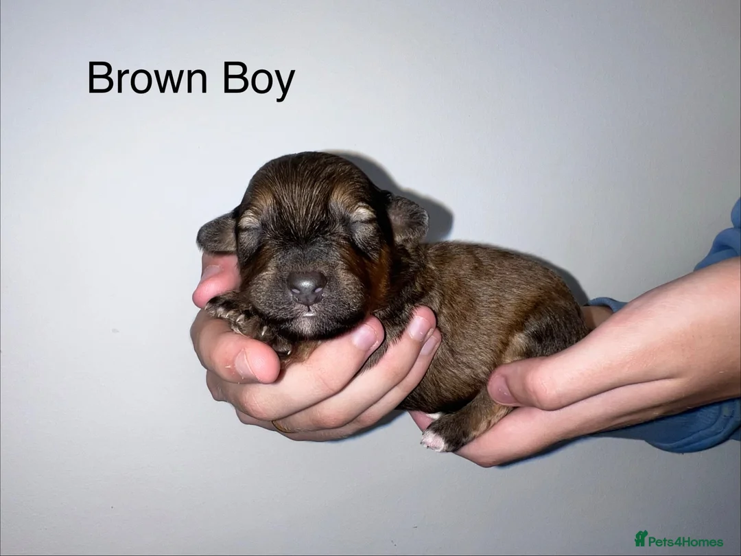 Mixed Breed dogs for sale: Lassie/Border Collie X Miniature Poodle - Advert 9