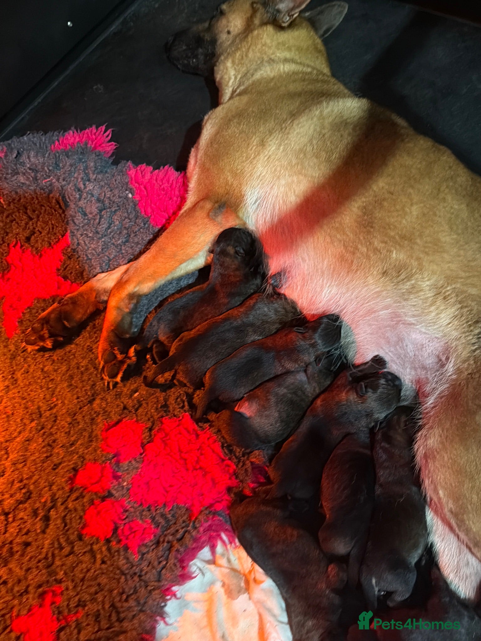 Belgian Shepherd Dog dogs Working line Malinois for sale  - Advert 2