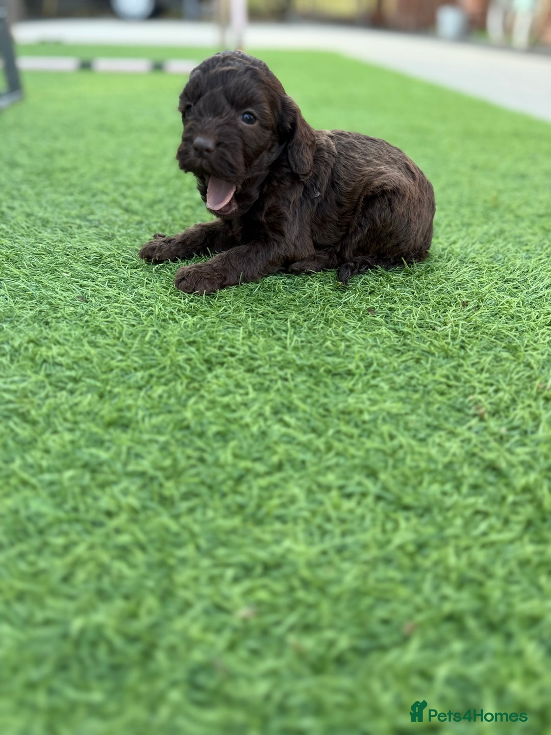 Cockapoo dogs for sale: Cockerpoo puppies - Image 26