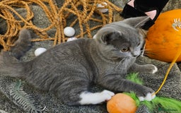 Mixed Breed cats for sale: Beautiful British Shorthair Cross  - Image 15