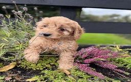 Cavapoo dogs for sale: Stunning health checked cavapoo puppies - Image 2