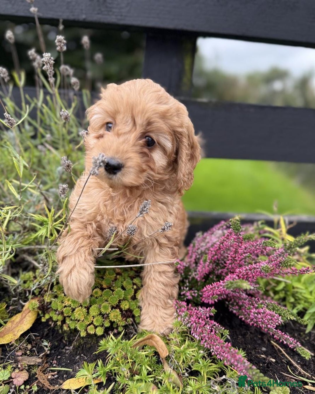 Cavapoo dogs for sale: Stunning health checked cavapoo puppies - Image 2