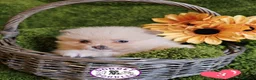Pomeranian dogs for sale: Cream & white pomeranian puppies - Advert 9
