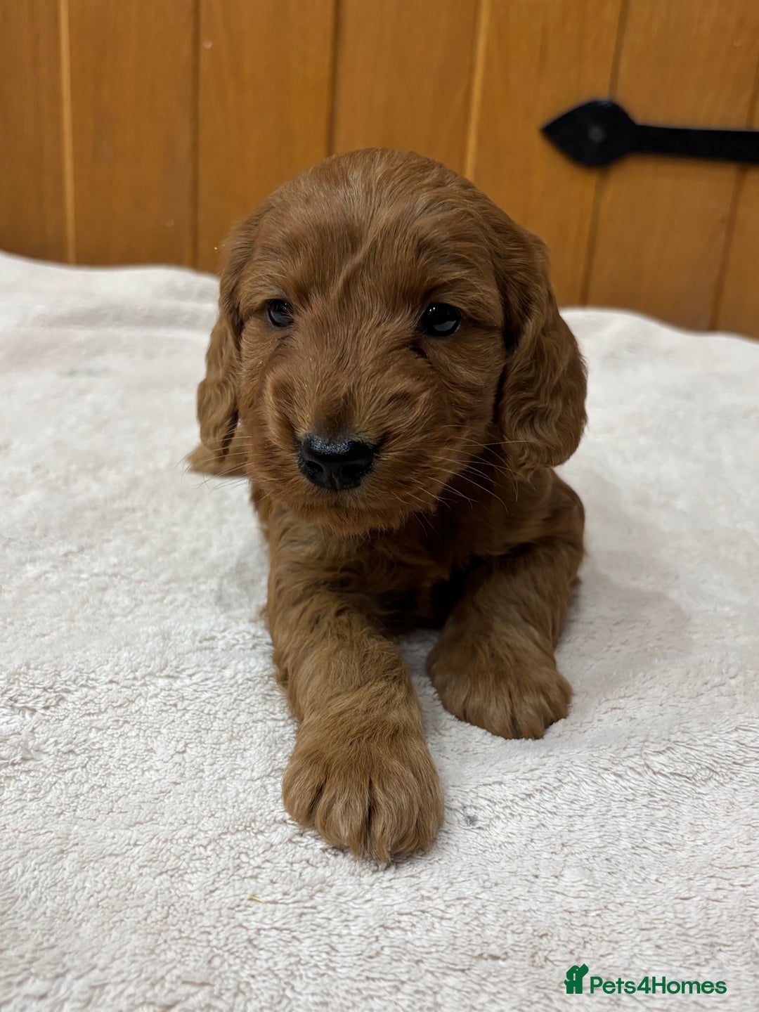 Cockapoo dogs for sale: Stunning Cockapoos Puppies DNA tested parents  - Advert 10