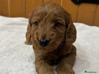 Cockapoo dogs Stunning Cockapoos Puppies DNA tested parents - Advert 9