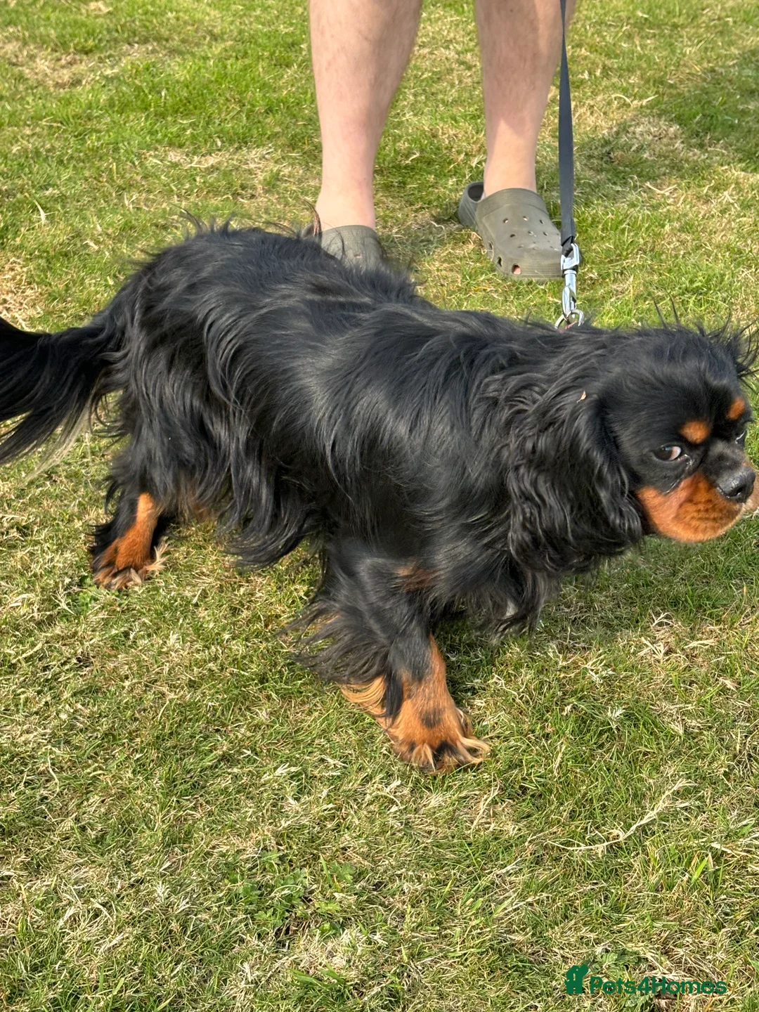Cavalier King Charles Spaniel dogs for stud: Fully health tested Black and Tan stud.  in Wrexham - Advert 12