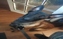 Belgian Shepherd Dog dogs for sale: Belgian Malinois x Dutch - Female 4 Yrs - Image 14