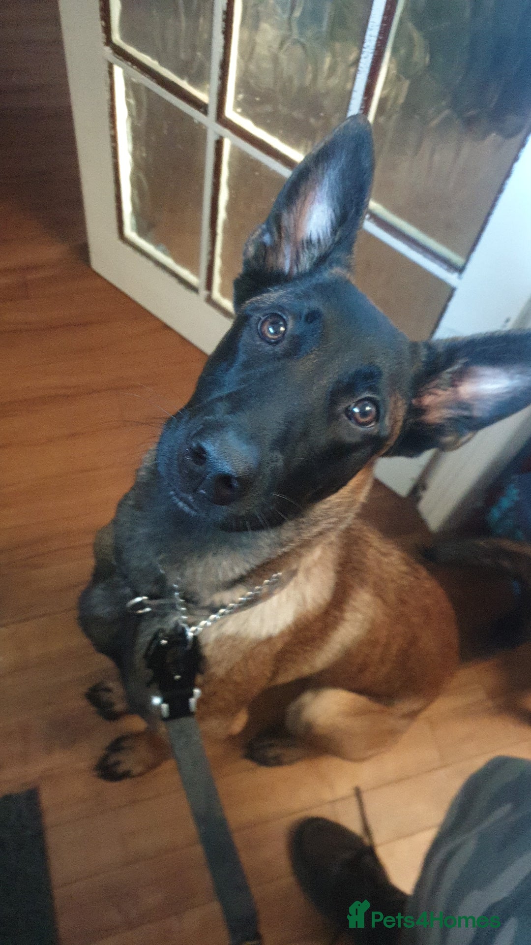 Belgian Shepherd Dog dogs for sale: Belgian Malinois x Dutch - Female 4 Yrs - Image 14