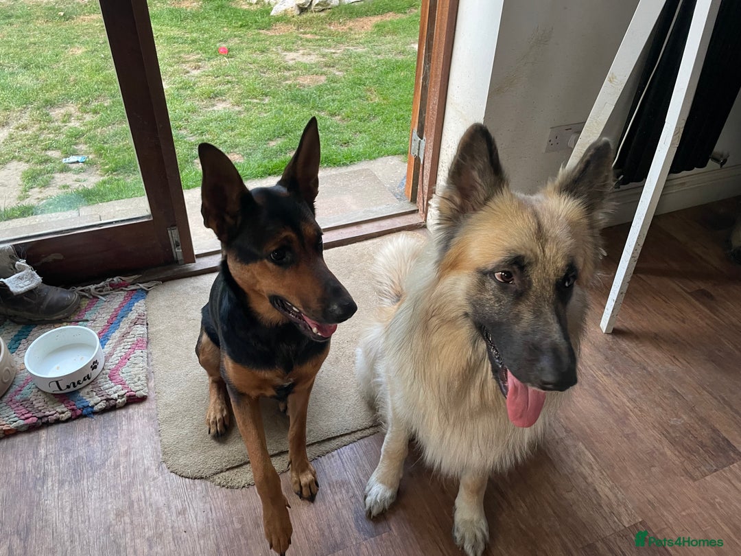 Mixed Breed dogs for sale: Beautiful Inca & handsome Nanuq  - Image 2