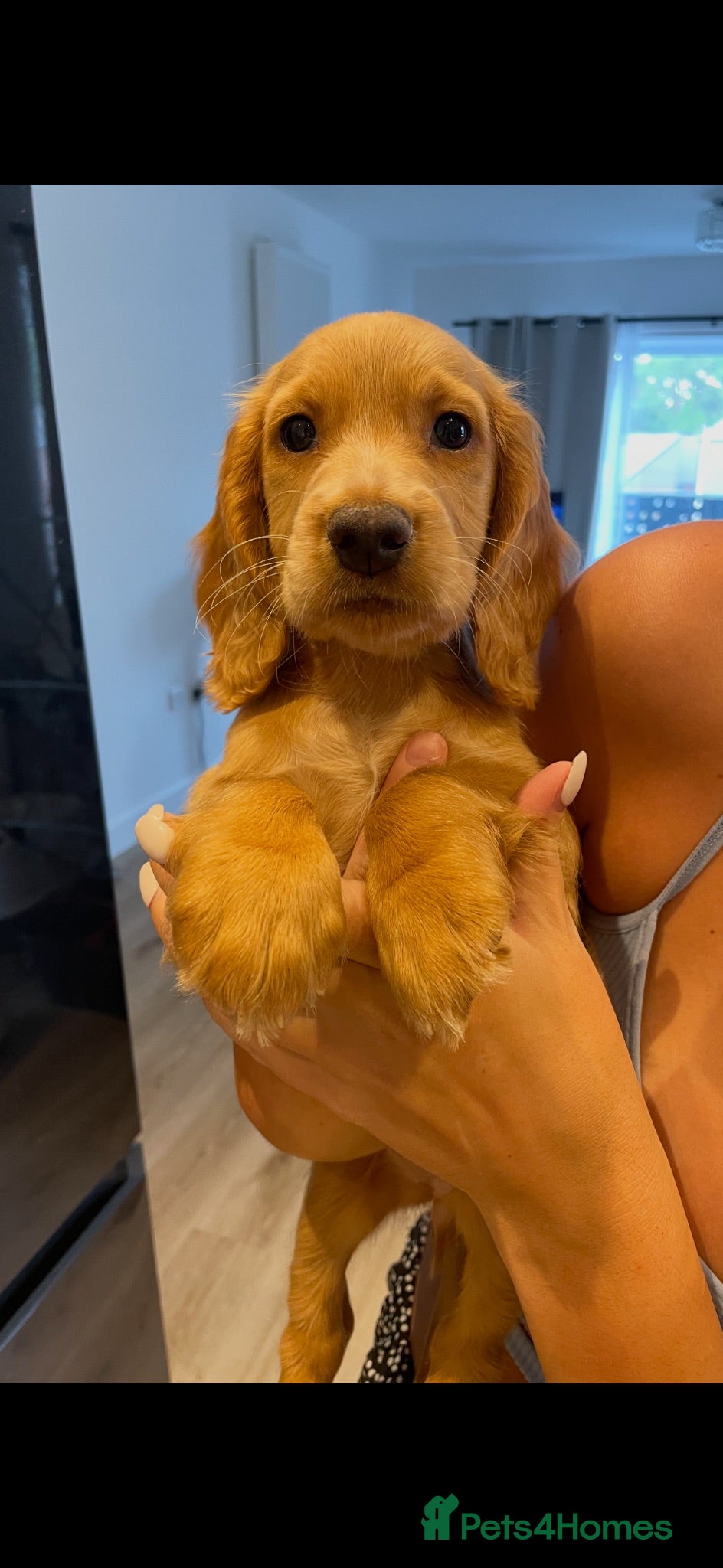 Cocker Spaniel dogs Female Cocker Spaniel puppy - Advert 3
