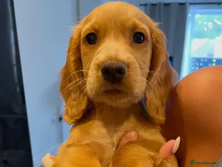 Cocker Spaniel dogs Female Cocker Spaniel puppy - Advert 3
