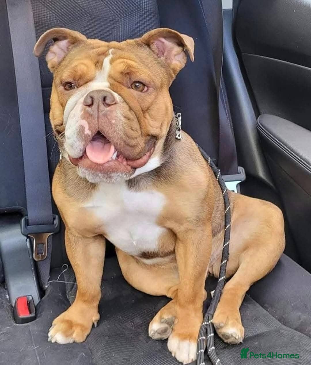 English Bulldog dogs Exceptional KC Registered British Bulldog Puppies - Advert 1