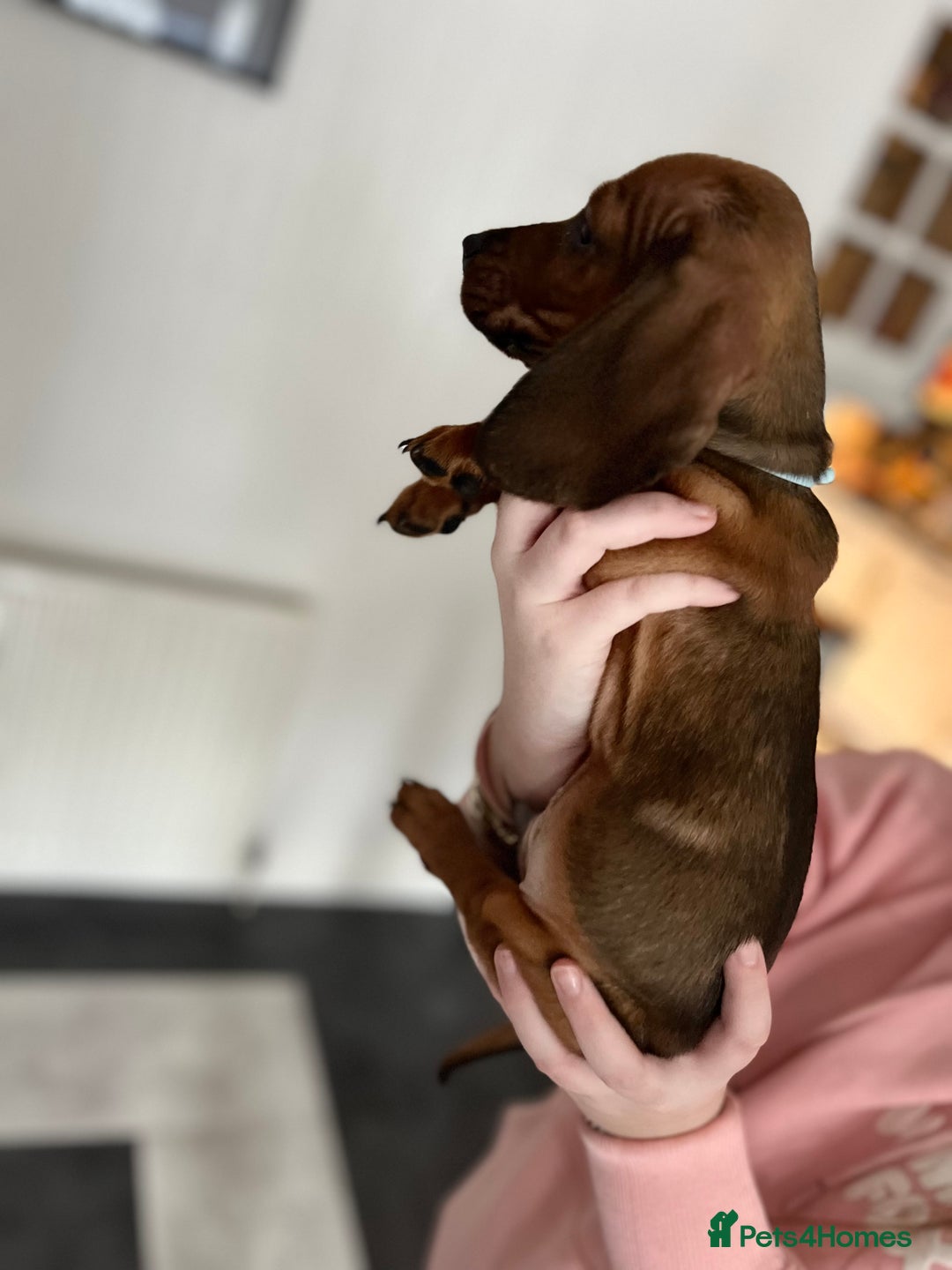 Dachshund dogs for sale: Dachshunds puppies  - Advert 5