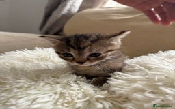 British Shorthair cats for sale: Same  - Image 1
