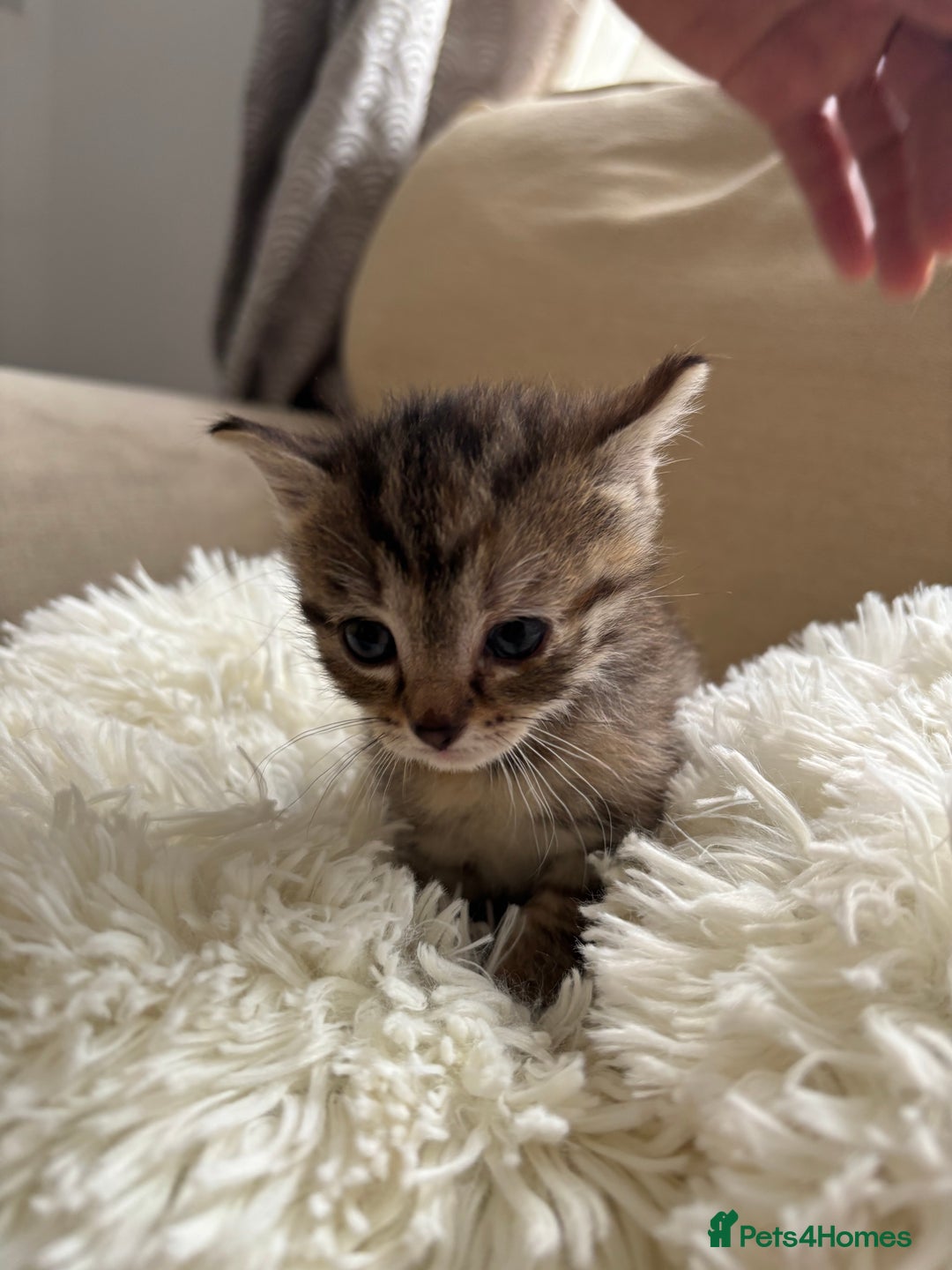 British Shorthair cats for sale: Same  - Image 1