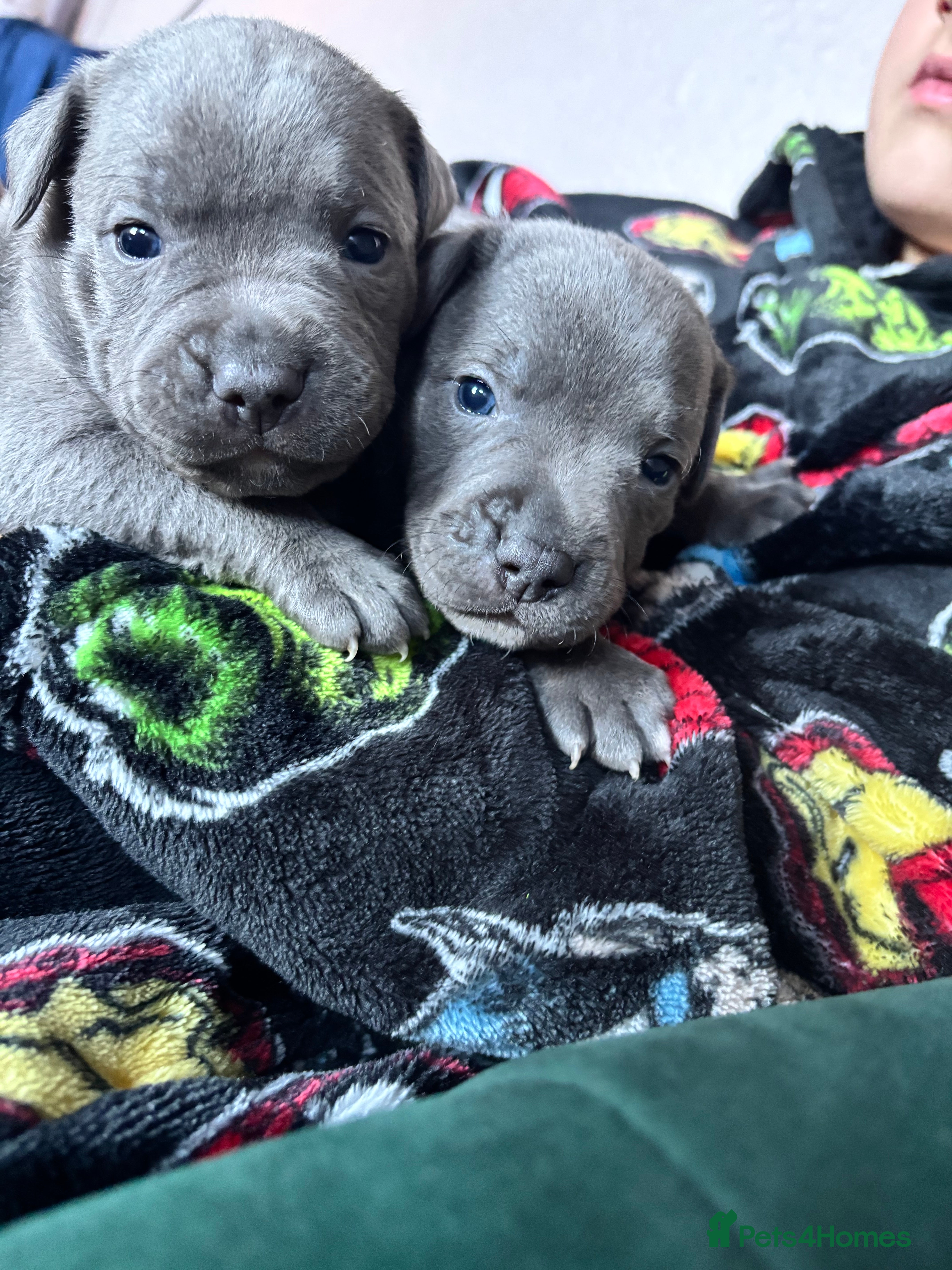 Staffordshire Bull Terrier dogs Gorgeous Staffordshire bull terrier puppies  - Advert 18