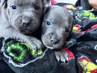 Staffordshire Bull Terrier dogs Gorgeous Staffordshire bull terrier puppies - Advert 8