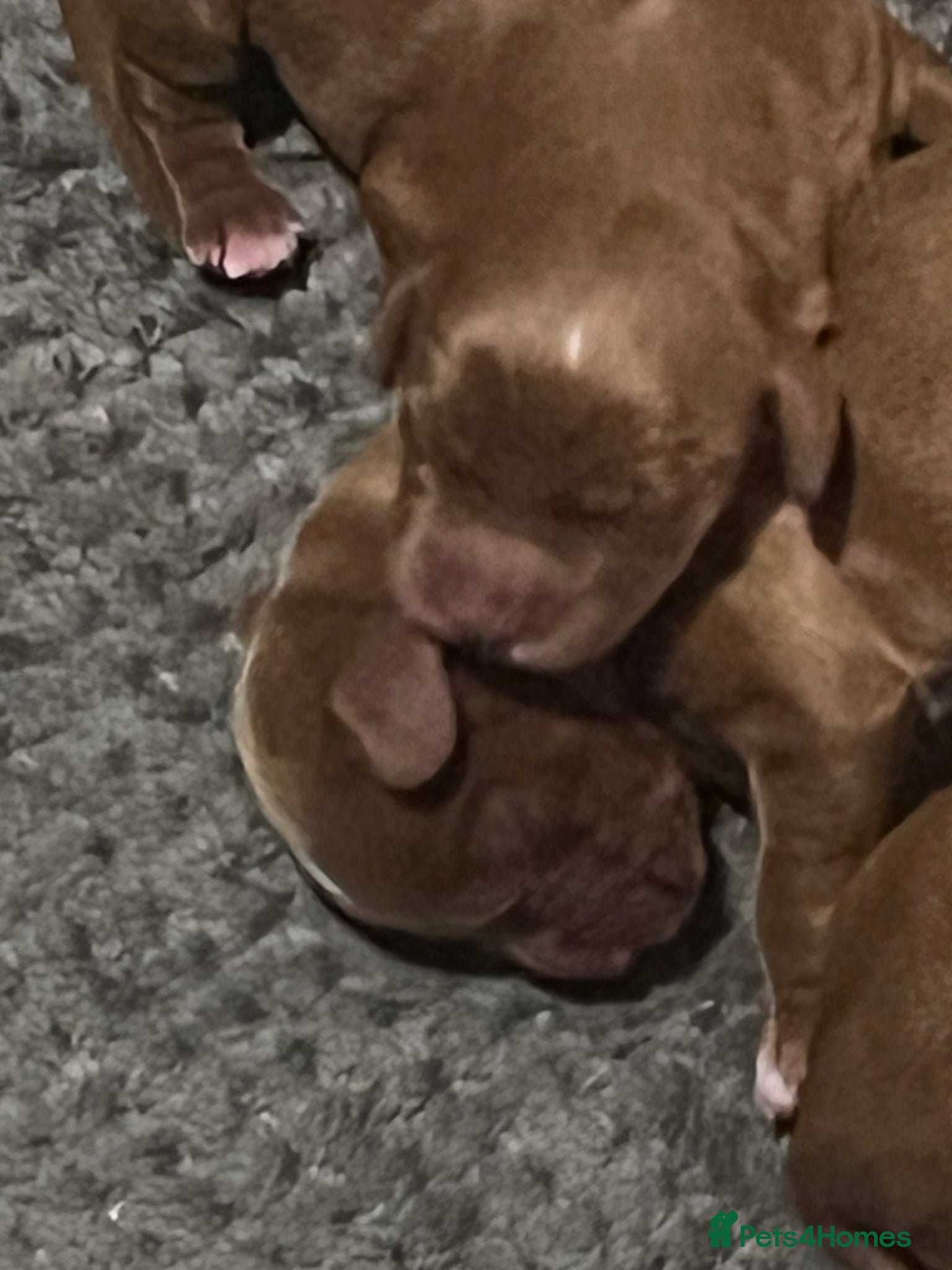 Cocker Spaniel dogs KC red golden cocker pups health tested parents - Advert 2