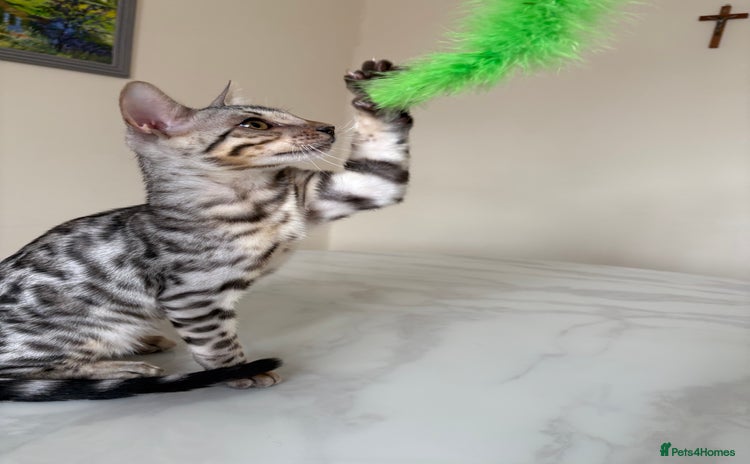 Bengal cats - Advert 2