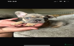 French Bulldog dogs for sale: French bulldog puppies  - Image 3