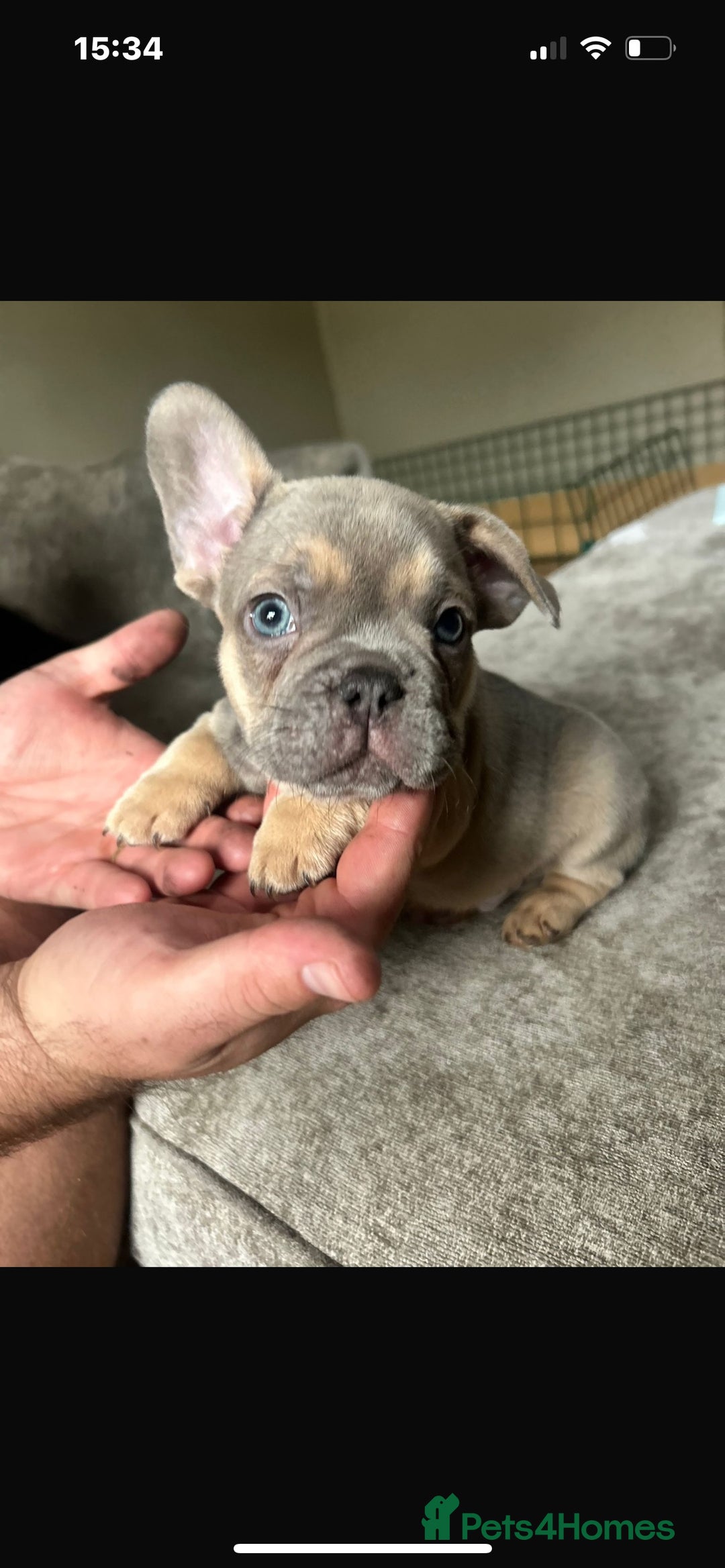 French Bulldog dogs for sale: French bulldog puppies  - Image 3