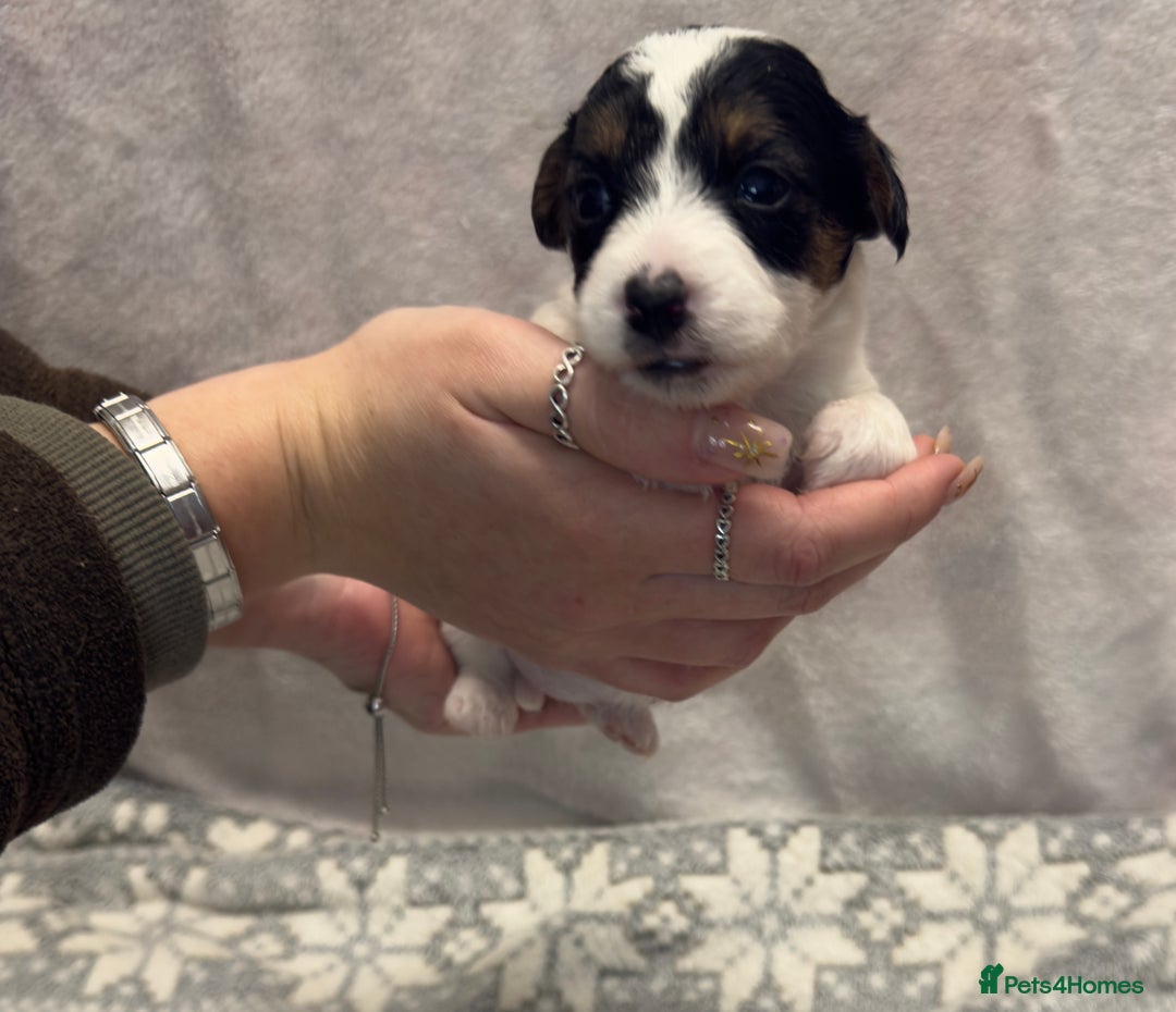 Jack Russell dogs for sale: Bred From Health Tested Parents - Advert 9