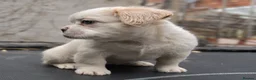French Bulldog dogs for sale: FLUFFY FRENCHY:ISABELLA/LILAC/PLATINUM-KC&DNA CERT - Advert 13