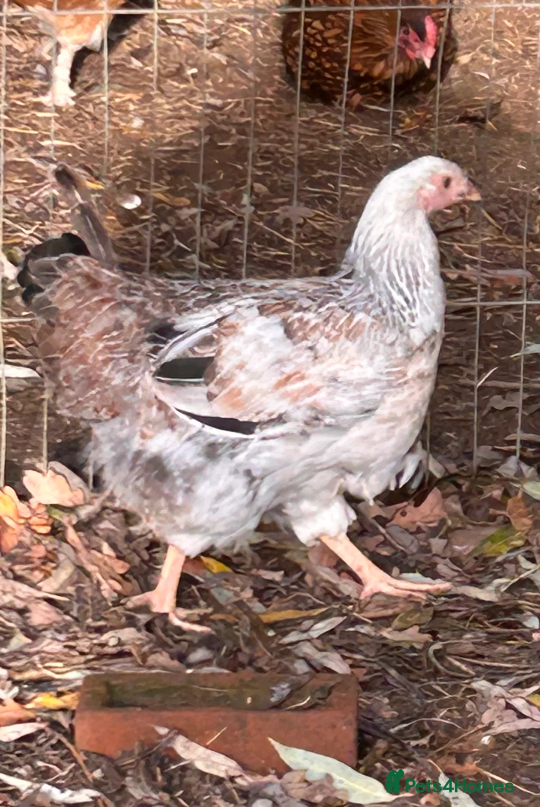 Chickens poultry for sale: Free due to moving .  - Advert 6