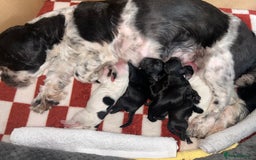 Shihpoo dogs for sale: Gorgeous Toy Shihpoo puppies - Image 5