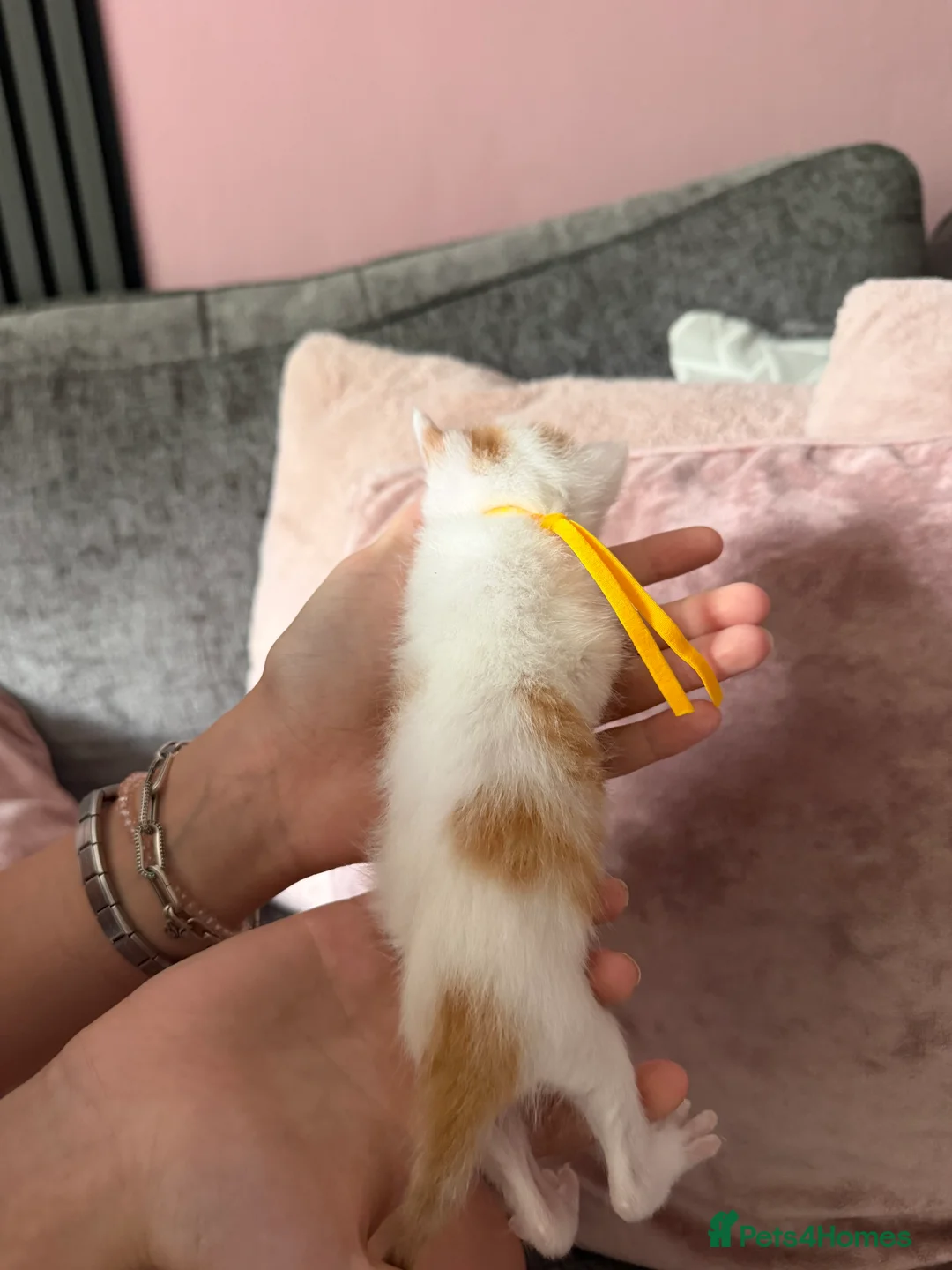 Mixed Breed cats for sale: 3 lovely ginger and ginger & white boy kittens  - Advert 7