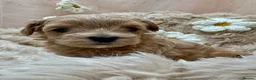 Maltipoo dogs for sale: Unique Asian Maltipoo puppies.DNA tested parents. - Advert 25