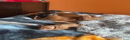 Miniature Pinscher dogs for sale: 🐾 Adorable Miniature Pinscher Puppies . - Advert 11