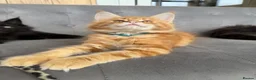 Maine Coon cats for sale: First kittens of GCCF Maine coon Champ for sale  - Advert 37