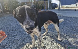 Mixed Breed dogs for adoption: Sergio, sweet cat friendly boy in Liverpool - Image 15