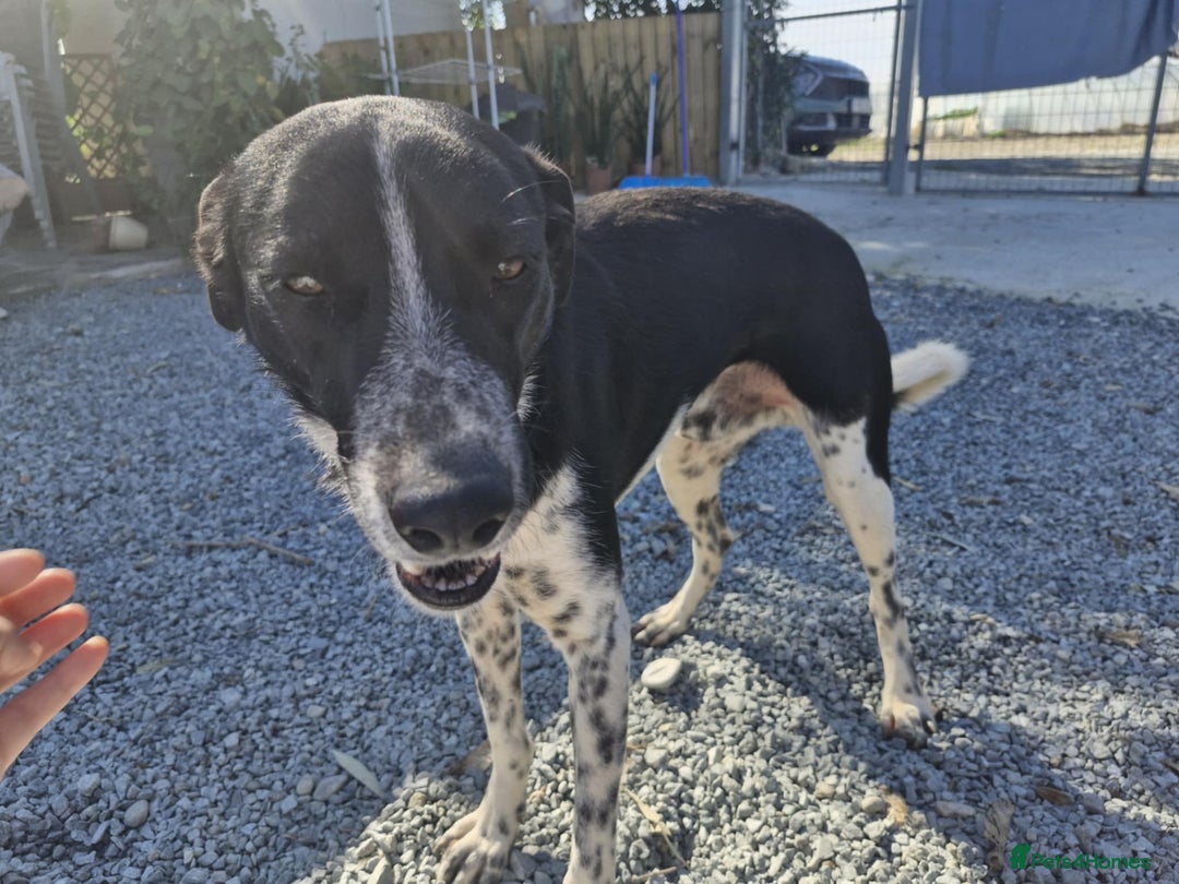 Mixed Breed dogs for adoption: Sergio, sweet cat friendly boy in Liverpool - Image 15