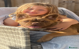 French Bulldog dogs for sale: French Fluffy Bulldogs 2 X Females  - Image 5