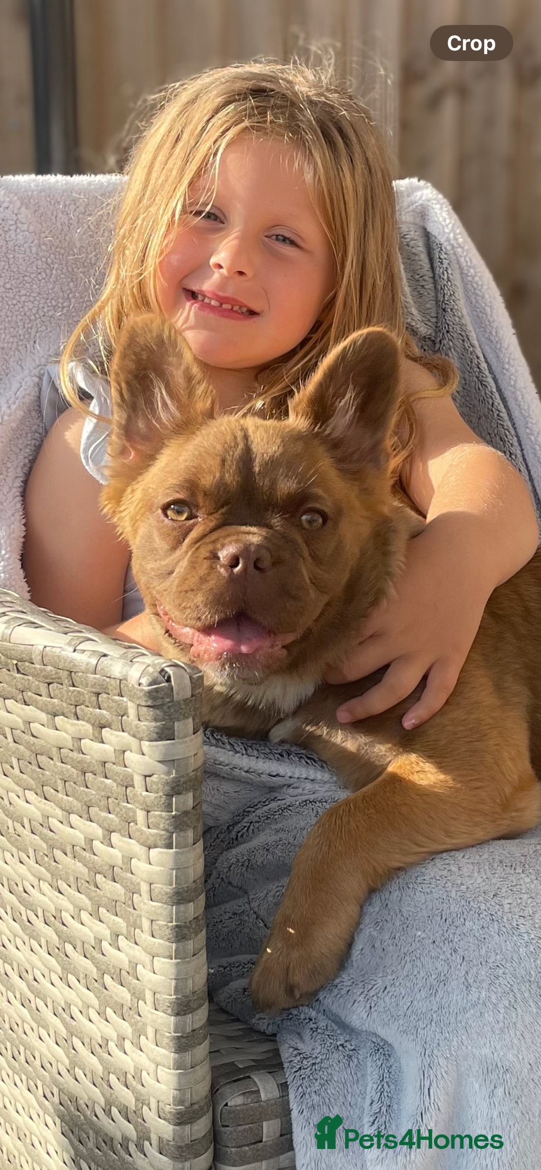 French Bulldog dogs for sale: French Fluffy Bulldogs 2 X Females  - Image 5