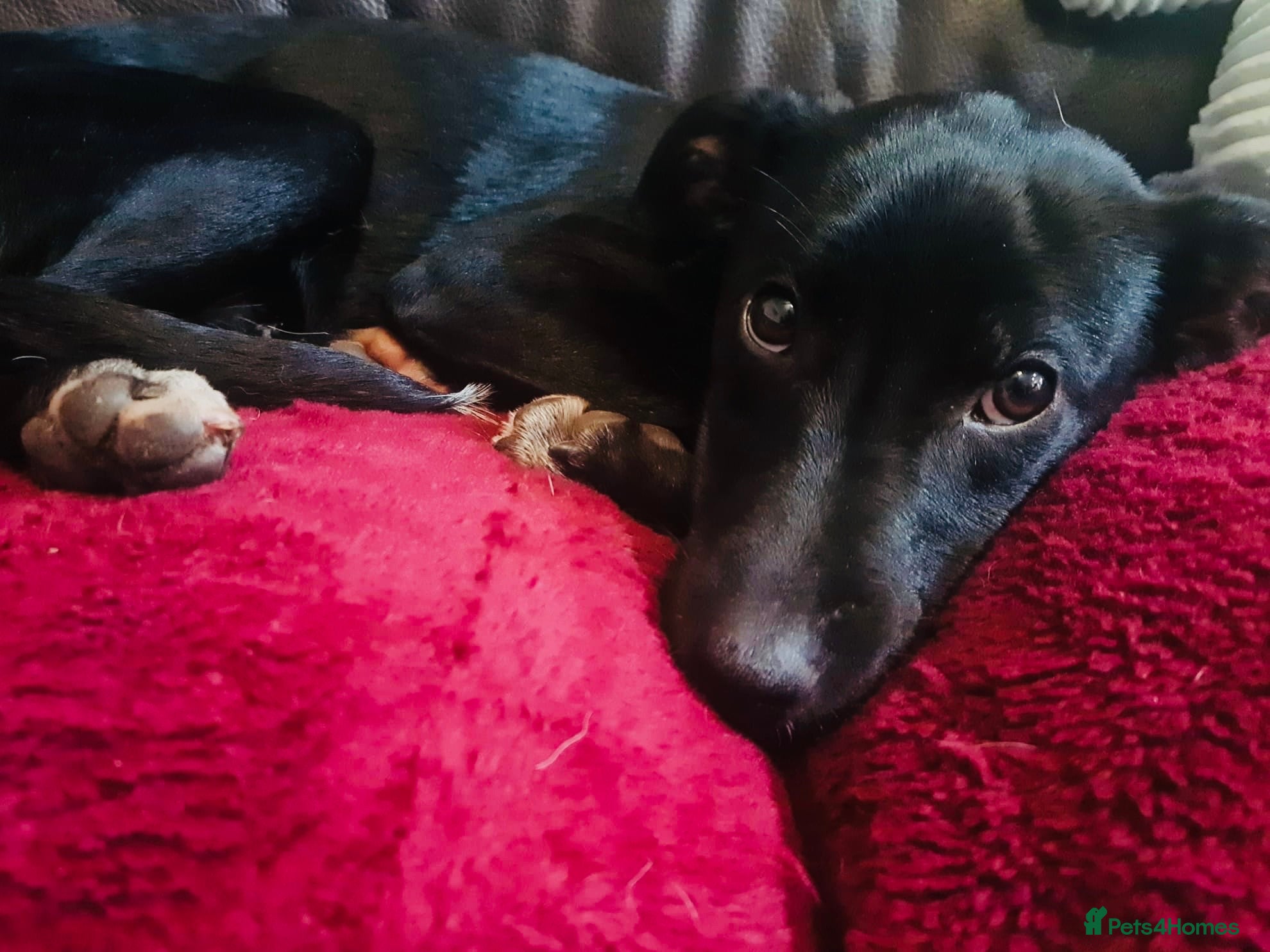 Mixed Breed dogs Lovely Mini is looking for her forever home  - Advert 1