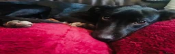 Mixed Breed dogs for sale: Lovely Mini is looking for her forever home  - Advert 1