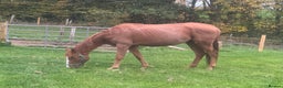 Irish Sports horses for sale: Twyncynnfig Royal Flush  - Advert 3