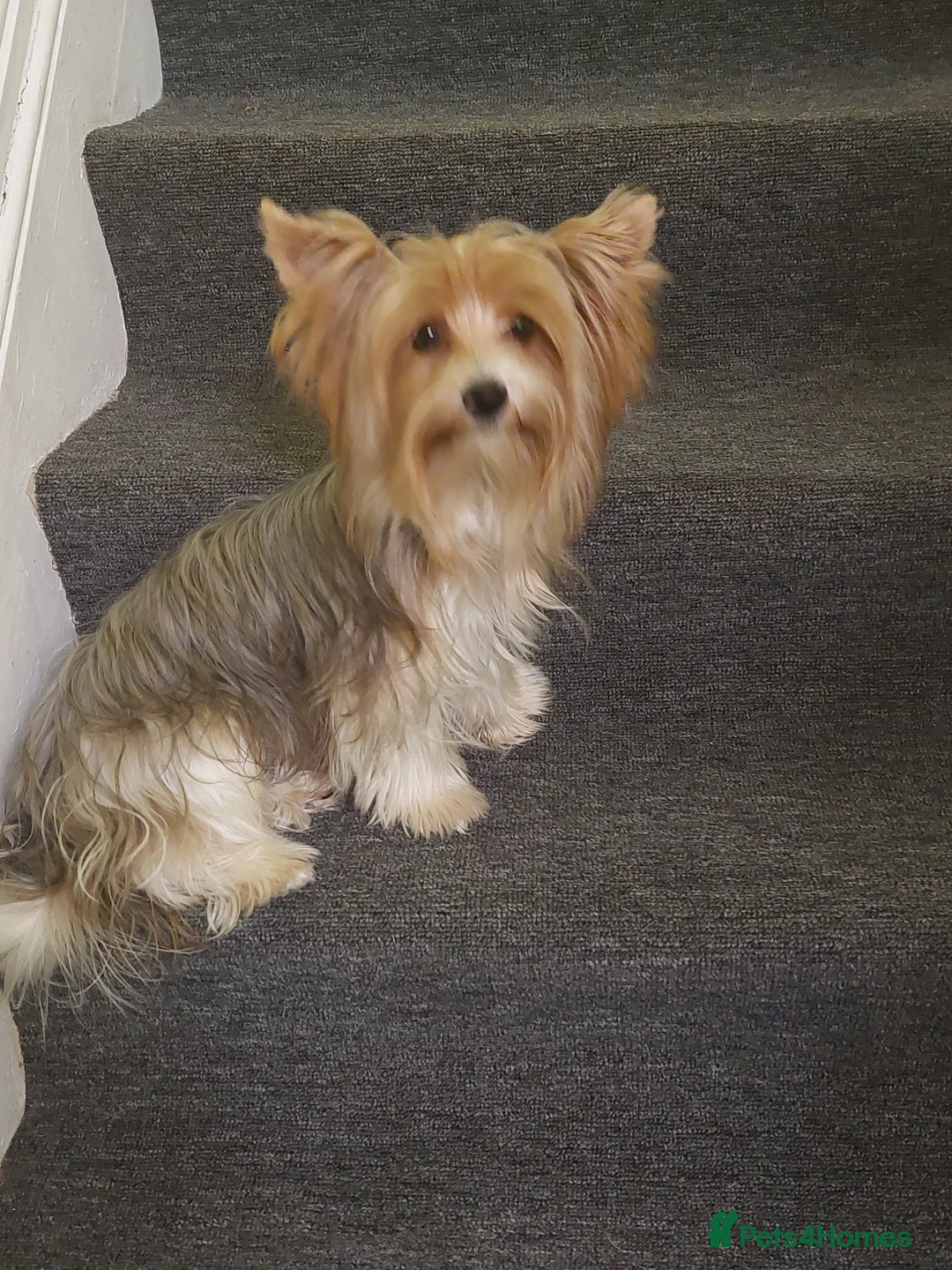 Yorkshire Terrier dogs for stud: beautiful blueberry yorkshire terrier in Eastleigh - Advert 2