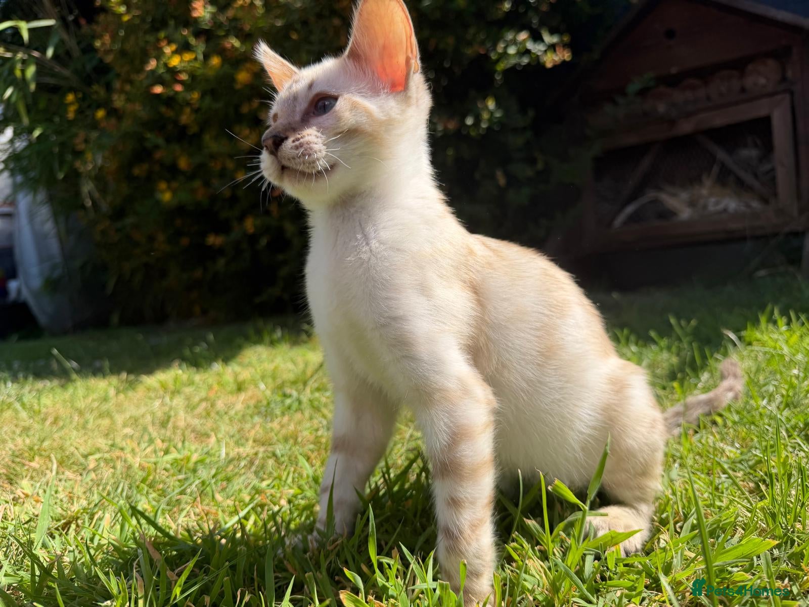 Bengal cats Pedigree Snow Bengal Kittens  - Advert 17