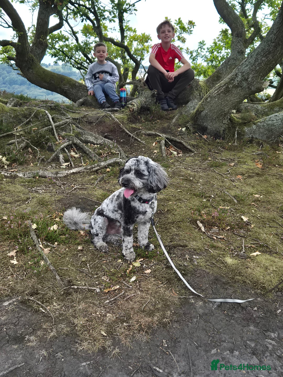 Maltipoo dogs for sale: Maltipoo Blue Male - Advert 2