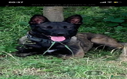 Belgian Shepherd Dog dogs for sale: Belgian Malinois Puppies - Image 14