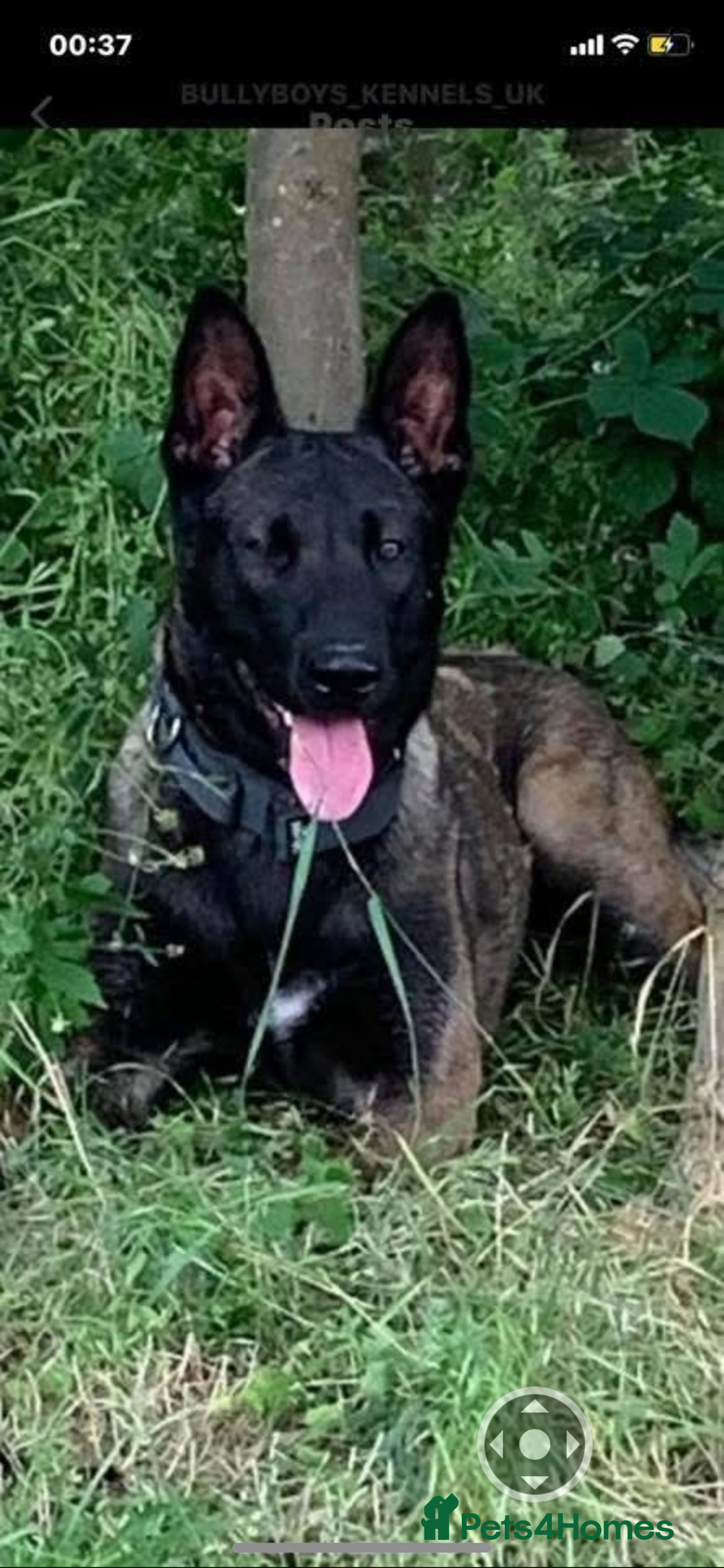 Belgian Shepherd Dog dogs for sale: Belgian Malinois Puppies - Image 14